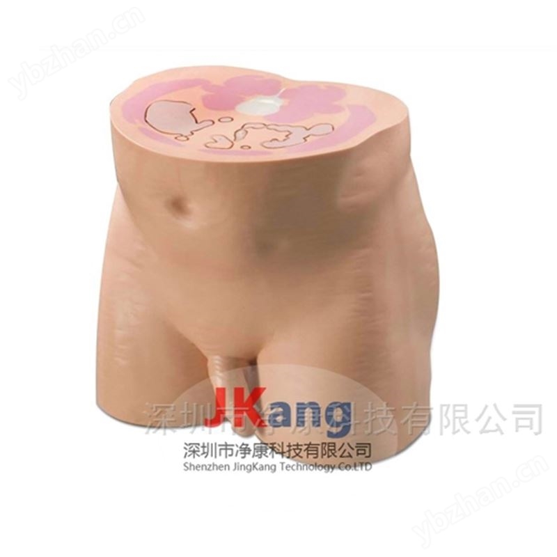 Cirs 801-P男性骨盆体模