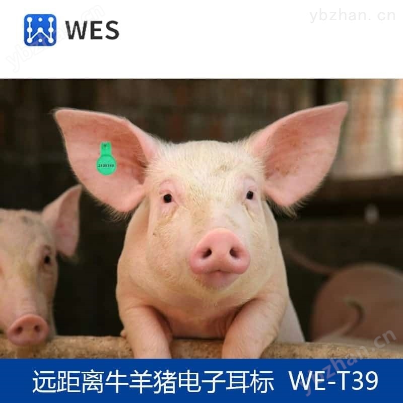RFID电子标签猪牛羊电子耳标