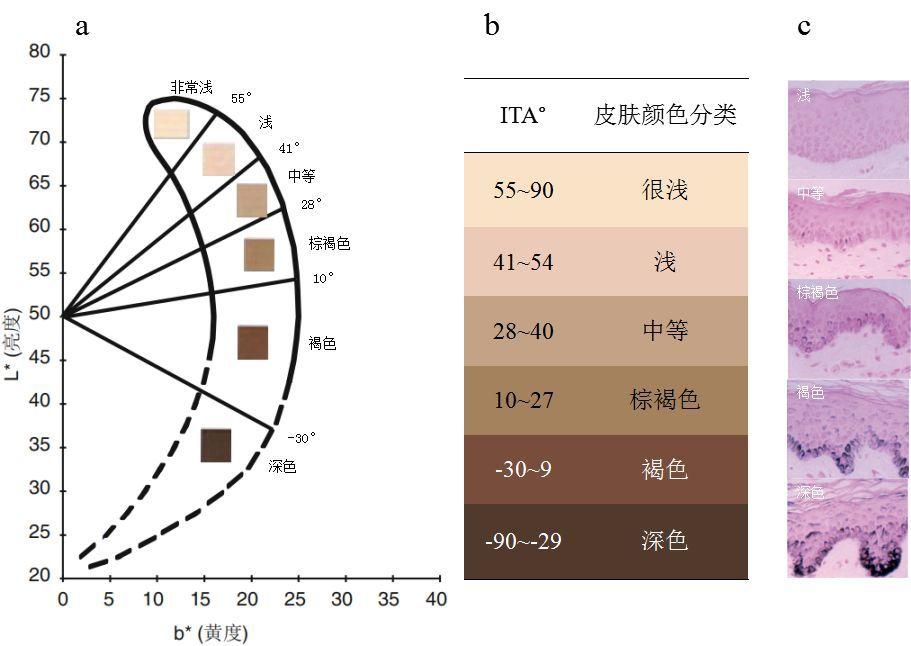 经典AV三级在线观看 CM-26dG/CM-26d皮肤色度仪简介