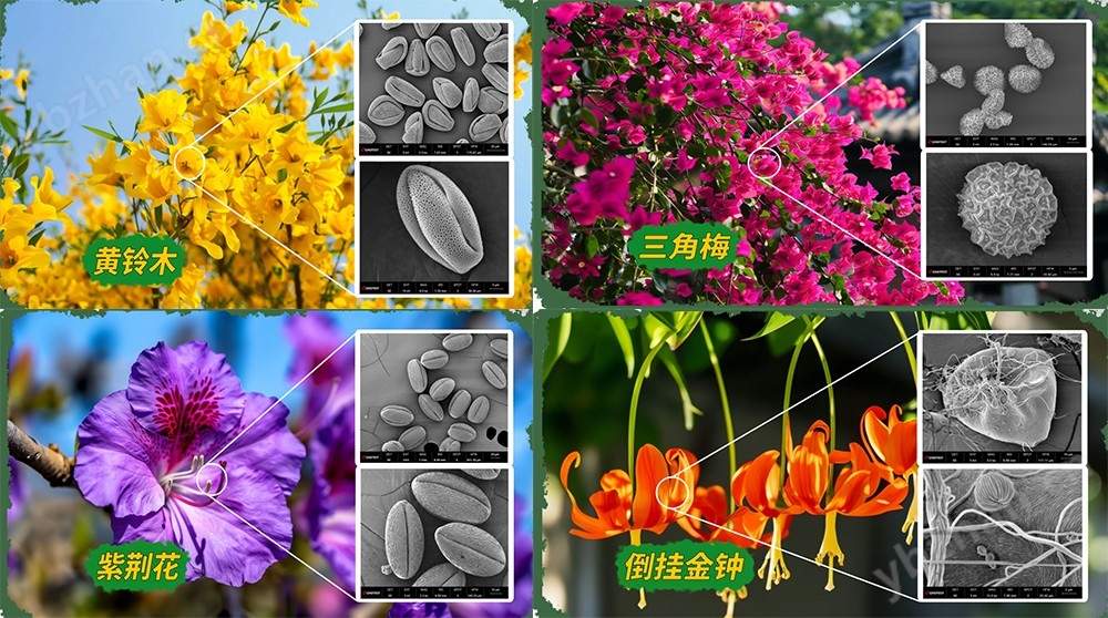 桌面型扫描电镜设备