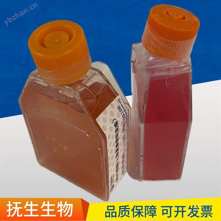 甄选胎牛血清（澳洲血源）