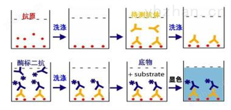 大鼠组蛋白H2b酶联免疫试剂盒厂家 生化仪器