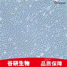 大鼠原代冠状动脉内皮细胞专用培养基
