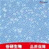 大鼠乳腺成纤维细胞永生化细胞专用培养基