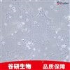 小鼠卵巢颗粒细胞永生化细胞专用培养基