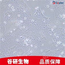 HGC-27 细胞专用培养基