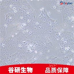 狗原代皮下微血管内皮细胞专用培养基