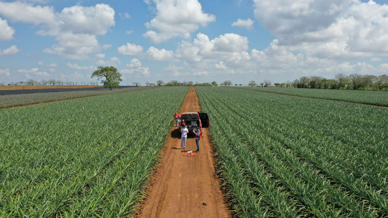 Pineapple fields in Mexico 